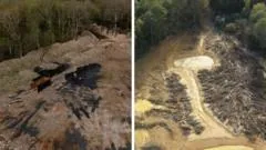 Ancient Woodland Waste Cleaned After £15m Spent