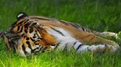 Tiger enclosure incident leads to park closure