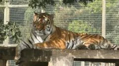 Tiger enclosure closure follows fatal incident